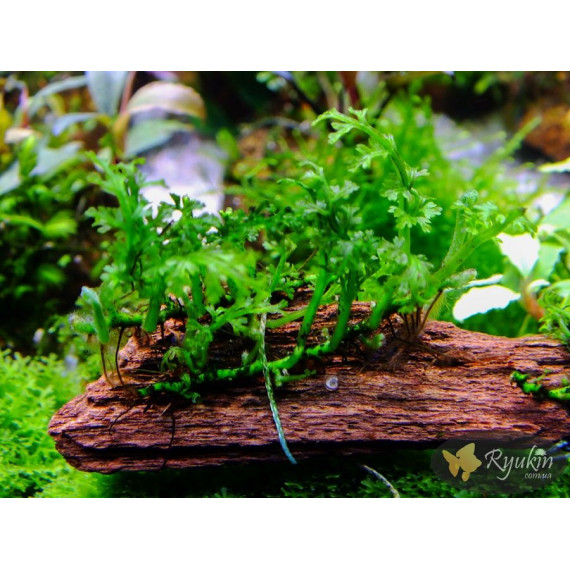 Папороть Болбітіс Гетерокліта Діфформіс (Bolbitis Heteroclita Difformis)