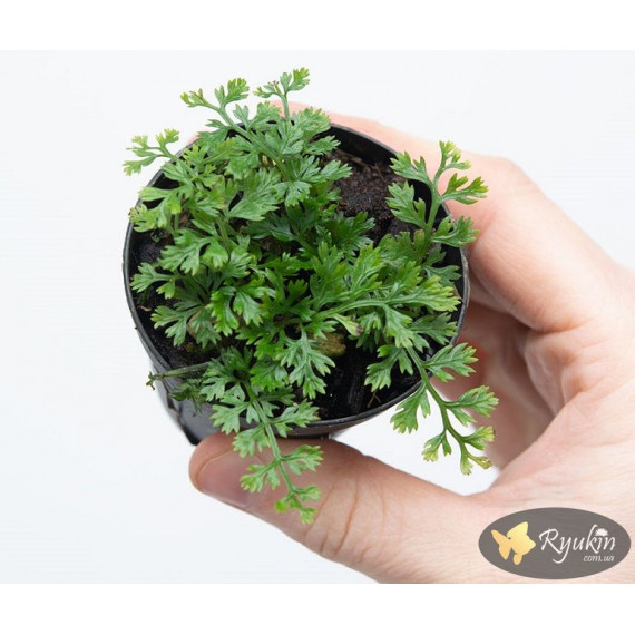Папороть Болбітіс Гетерокліта Діфформіс (Bolbitis Heteroclita Difformis)
