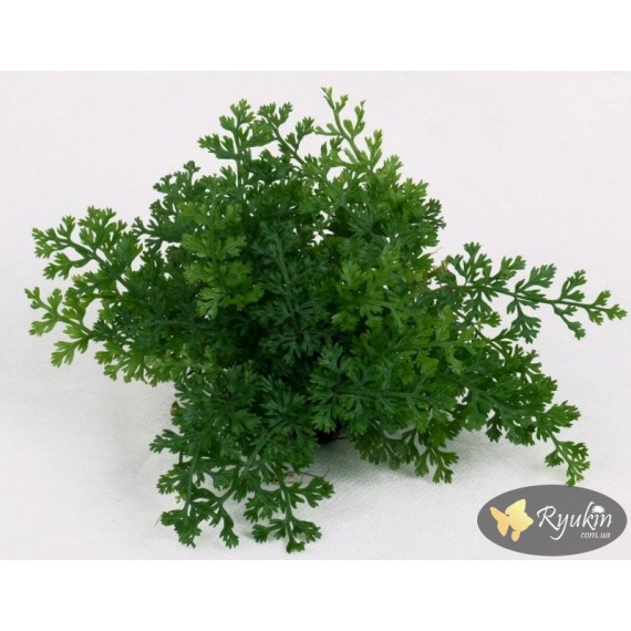 Папороть Болбітіс Гетерокліта Діфформіс (Bolbitis Heteroclita Difformis)