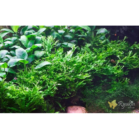 Папороть Тайландська Віндєлова (Microsorum Pteropus Windelov)