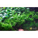Папороть Тайландська Віндєлова (Microsorum Pteropus Windelov)