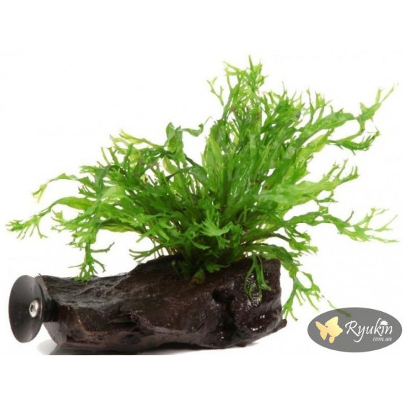 Папороть Тайландська Віндєлова (Microsorum Pteropus Windelov)