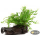 Папороть Тайландська Віндєлова (Microsorum Pteropus Windelov)