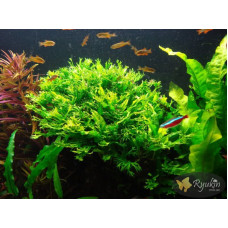 Папороть Тайландська Віндєлова (Microsorum Pteropus Windelov)