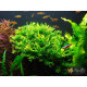Папороть Тайландська Віндєлова (Microsorum Pteropus Windelov)