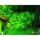 Папороть Тайландська Віндєлова (Microsorum Pteropus Windelov)