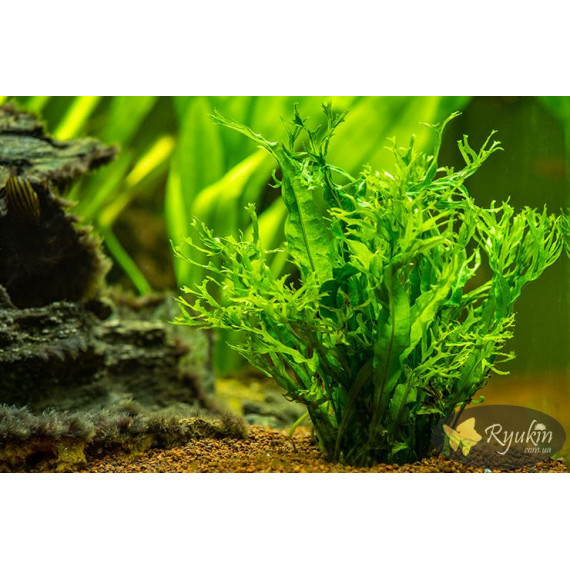 Папороть Тайландська Віндєлова (Microsorum Pteropus Windelov)