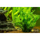 Папороть Тайландська Віндєлова (Microsorum Pteropus Windelov)