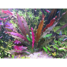Эхинодорус Филиппова Магрибинец (Echinodorus Magribinets)  