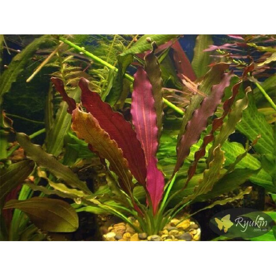 Эхинодорус Филиппова Магрибинец (Echinodorus Magribinets)  