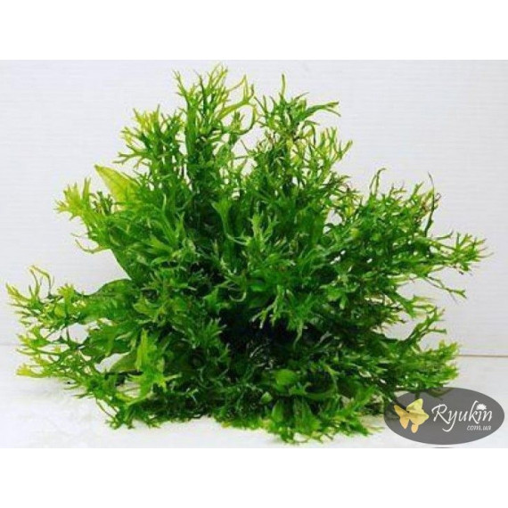 Папороть Тайландська Віндєлова (Microsorum Pteropus Windelov)