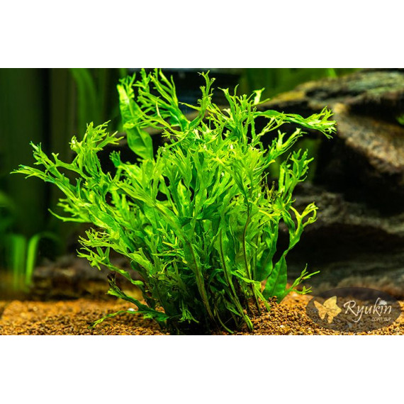 Папороть Тайландська Віндєлова (Microsorum Pteropus Windelov)