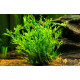 Папороть Тайландська Віндєлова (Microsorum Pteropus Windelov)