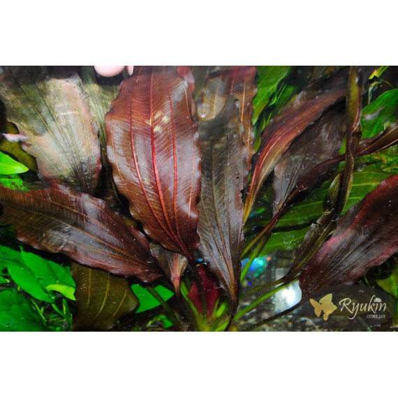 Эхинодорус Филиппова Мичуринец (Echinodorus Michurinets)