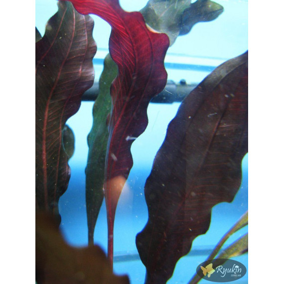 Эхинодорус Филиппова Мичуринец (Echinodorus Michurinets)