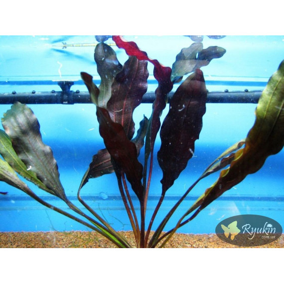 Эхинодорус Филиппова Мичуринец (Echinodorus Michurinets)