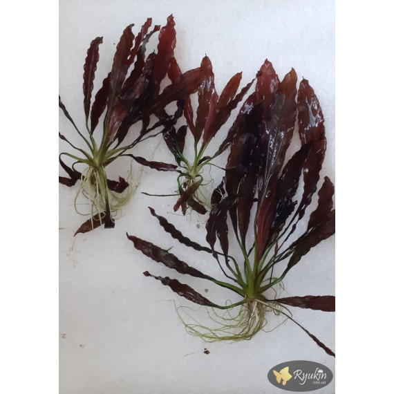 Эхинодорус Филиппова Мичуринец (Echinodorus Michurinets)