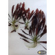 Эхинодорус Филиппова Мичуринец (Echinodorus Michurinets)
