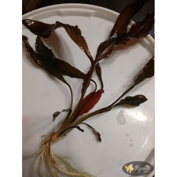 Эхинодорус Филиппова Мичуринец (Echinodorus Michurinets)
