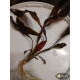 Эхинодорус Филиппова Мичуринец (Echinodorus Michurinets)