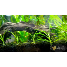 Ехінодорус Ніжний (Echinodorus Tenellus)