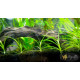 Ехінодорус Ніжний (Echinodorus Tenellus)