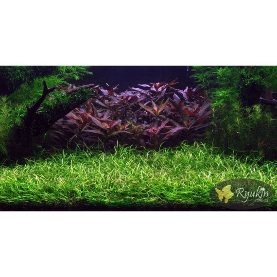 Ехінодорус Ніжний (Echinodorus Tenellus)