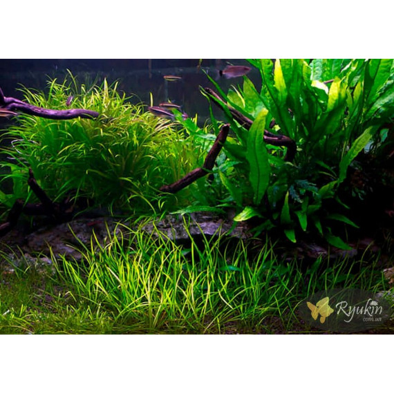 Ехінодорус Ніжний (Echinodorus Tenellus)