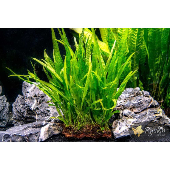 Папороть Тайландська Вузьколиста (Microsorum Pteropus Narrow Leaf)