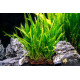 Папороть Тайландська Вузьколиста (Microsorum Pteropus Narrow Leaf)