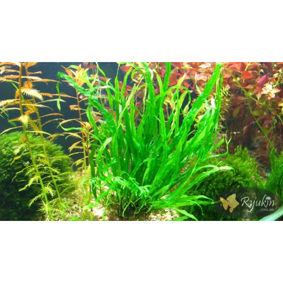 Папороть Тайландська Вузьколиста (Microsorum Pteropus Narrow Leaf)