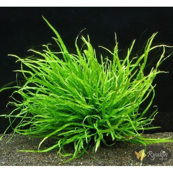 Папороть Тайландська Вузьколиста (Microsorum Pteropus Narrow Leaf)