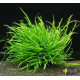 Папороть Тайландська Вузьколиста (Microsorum Pteropus Narrow Leaf)