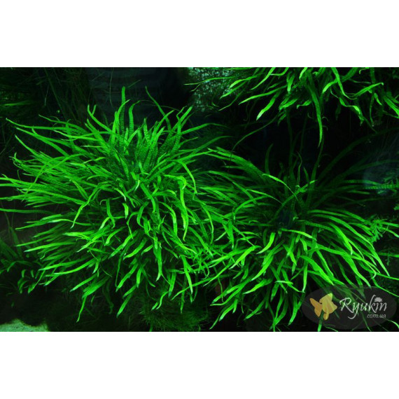 Папороть Тайландська Вузьколиста (Microsorum Pteropus Narrow Leaf)