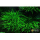 Папороть Тайландська Вузьколиста (Microsorum Pteropus Narrow Leaf)