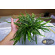 Папороть Тайландська Вузьколиста (Microsorum Pteropus Narrow Leaf)