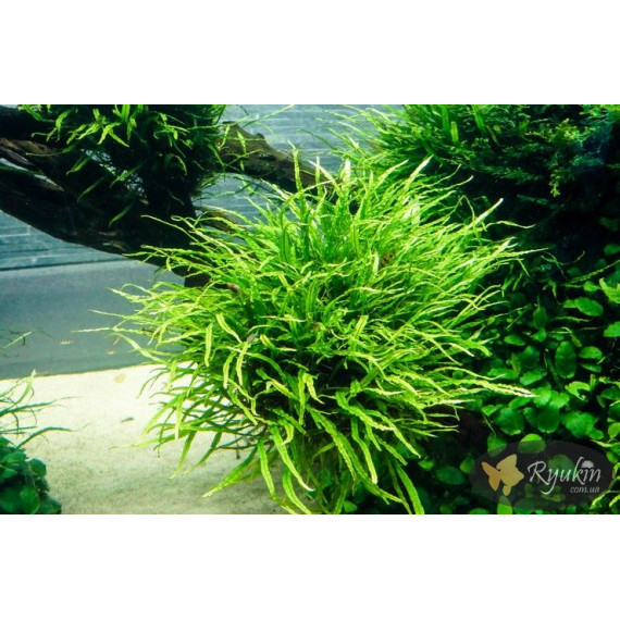 Папороть Тайландська Вузьколиста (Microsorum Pteropus Narrow Leaf)