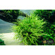 Папороть Тайландська Вузьколиста (Microsorum Pteropus Narrow Leaf)