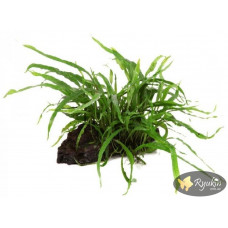 Папороть Тайландська Вузьколиста (Microsorum Pteropus Narrow Leaf)