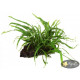 Папороть Тайландська Вузьколиста (Microsorum Pteropus Narrow Leaf)