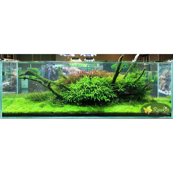 Папороть Тайландська Вузьколиста (Microsorum Pteropus Narrow Leaf)