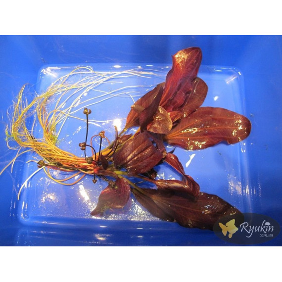 Эхинодорус Огни Св. Эльма (Echinodorus Sankt Elmsfeuer)