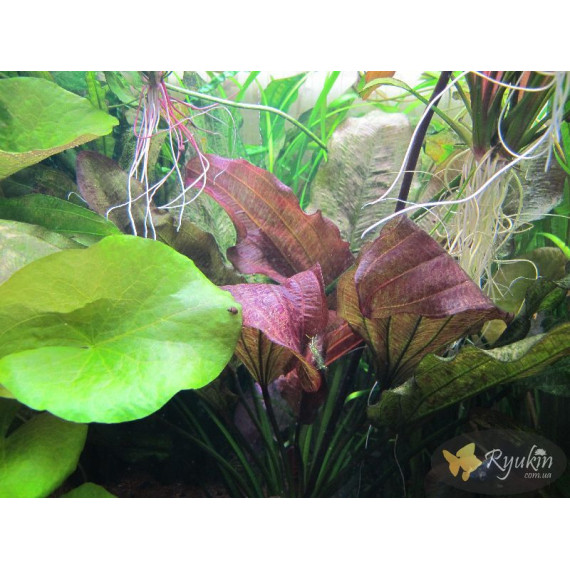 Эхинодорус Огни Св. Эльма (Echinodorus Sankt Elmsfeuer)