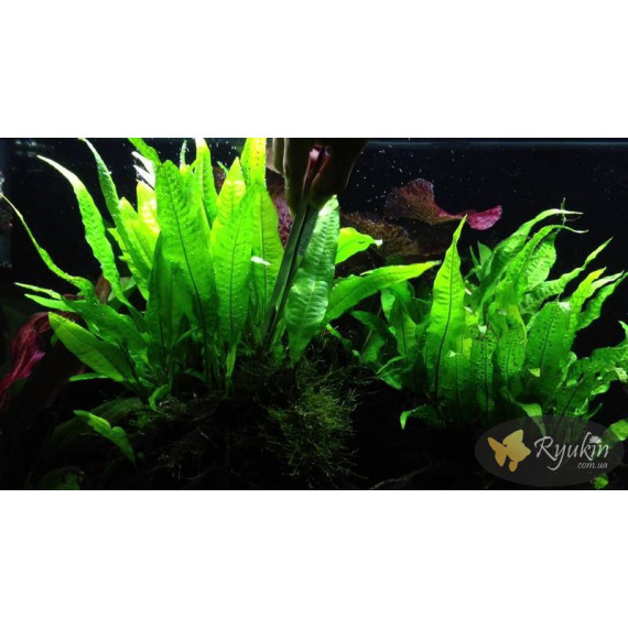 Папороть Тайландська (Microsorum Pteropus)
