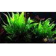 Папороть Тайландська (Microsorum Pteropus)