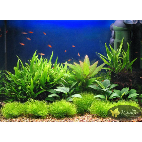 Папороть Тайландська (Microsorum Pteropus)
