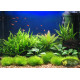 Папороть Тайландська (Microsorum Pteropus)