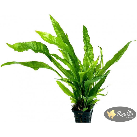 Папороть Тайландська (Microsorum Pteropus)