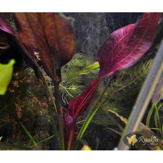 Эхинодорус Огни Св. Эльма (Echinodorus Sankt Elmsfeuer)