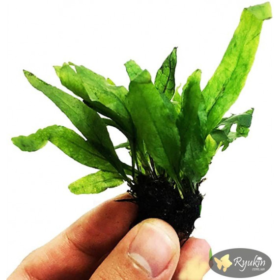 Папороть Тайландська (Microsorum Pteropus)